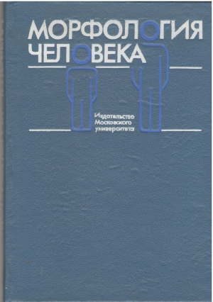 морфология человека