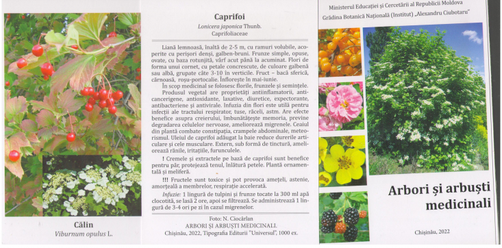 Arbori si arbusti medicinali 10 carti postale