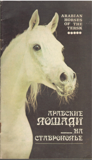 арабские лошади на ставрополье arabian horses of the tersk