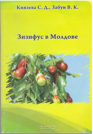 Зизифус в Молдове