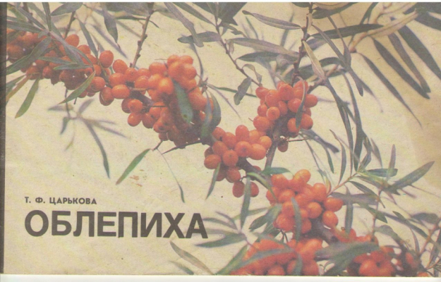 Облепиха