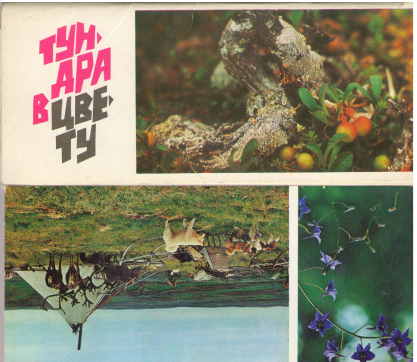 Тундра в цвету. Комплект из 17 цветных карточек