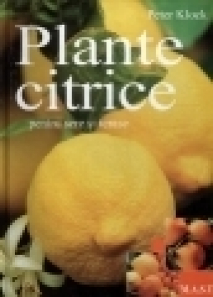 Plante citrice in apartamente , sere si gradini