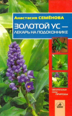 Золотой ус  Лекарь на подоконнике