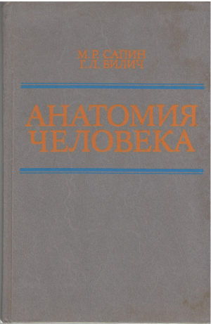 анатомия человека