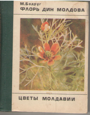 Флорь дин Молдова Flori din Moldova Цветы Молдавии